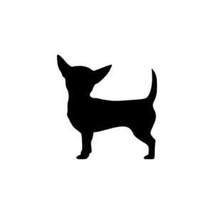 Chihuahua 1