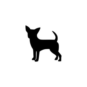 Chihuahua 2