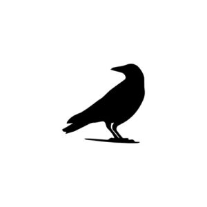 Crow Looking 1