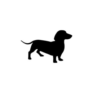 Dachshund standing 2