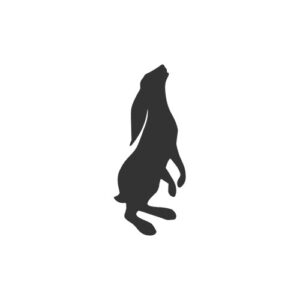 Hare Standing 1