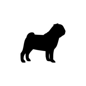 Pug standing 1