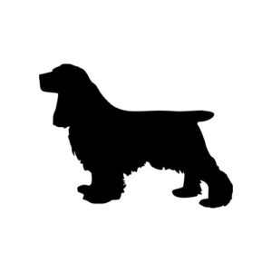 Spaniel 1